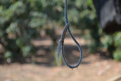 Close-up of swing