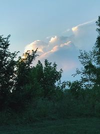 Trees in forest against sky
