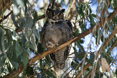 Low angle view of lizard on tree