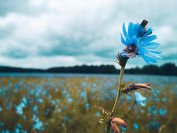 Close-up of flowering plant against cloudy sky