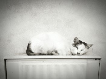 View of a sleeping cat