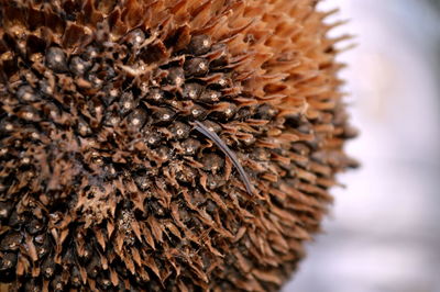 Close-up of pine cone