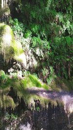 Scenic view of lake in forest