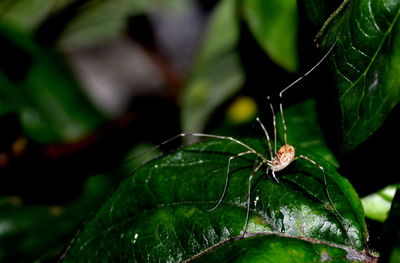 Close-up of spider on web