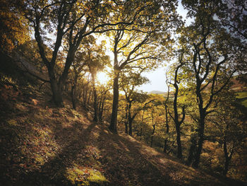 Low angle view of trees against sky