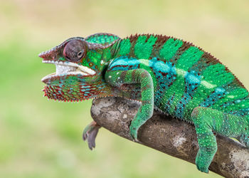 Close-up of lizard