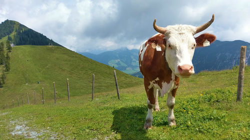 Cow standing in a field