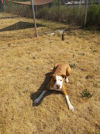 Dogs on field