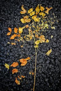 Autumn leaves on ground