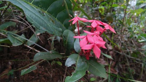 Close-up of pink flowering plant