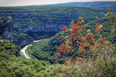 High angle view of plants growing on land