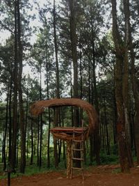 View of trees in forest