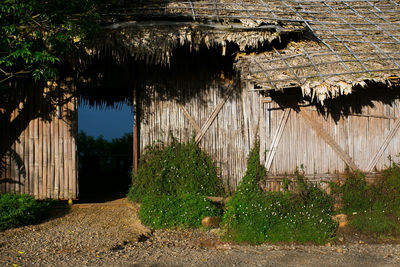 Plants growing on old building