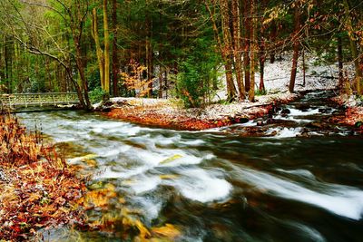 River flowing through forest