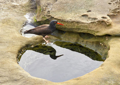 High angle view of bird perching on rock by lake