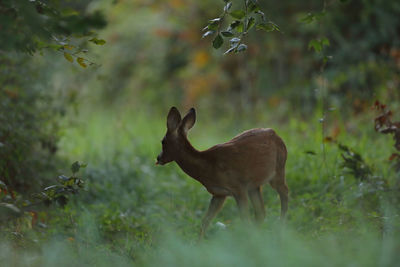 Deer standing on field