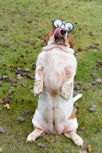 High angle view of dog on field wearing funny glasses 