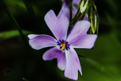 Close-up of purple flowering plant