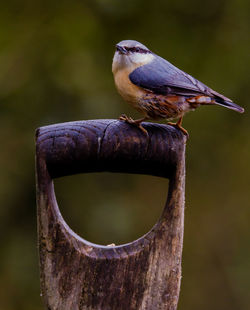 Close-up of bird perching on tree