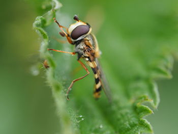 Close-up of insect on plant