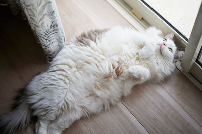 High angle view of white cat lying down on hardwood floor