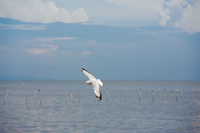 Bird flying over sea against sky