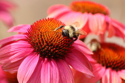 Close-up of bee pollinating on pink flower