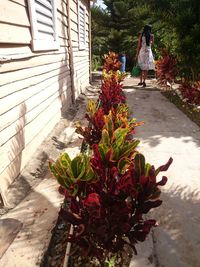 Rear view of woman standing by flower tree
