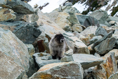 Animal standing on rock