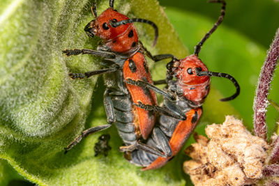 Close-up of insect on plant