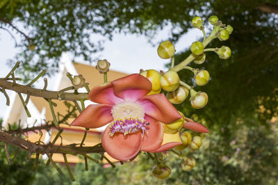 Close-up of flowering plant