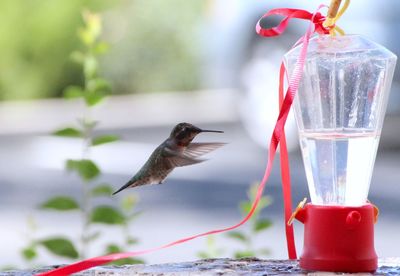 Close-up of bird on feeder