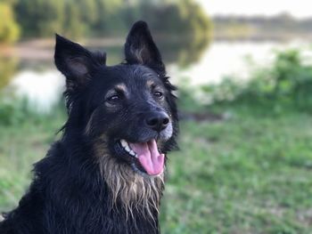 Portrait of dog looking away