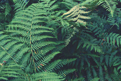 Full frame shot of fern leaves