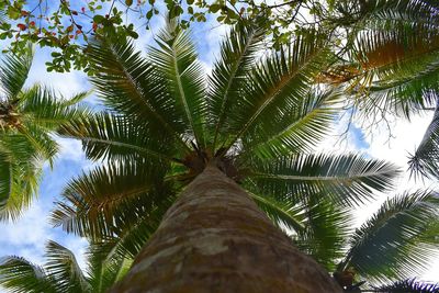 Low angle view of palm tree against sky