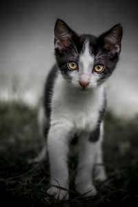 Close-up portrait of cat