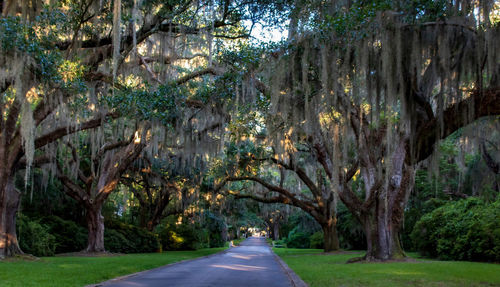 Road amidst trees in park