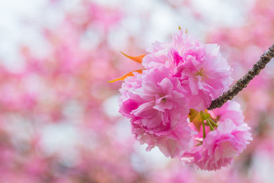 Close-up of pink flowers blooming outdoors