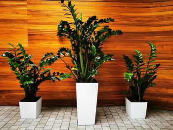 Potted plant on table