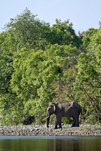 View of elephant in the lake