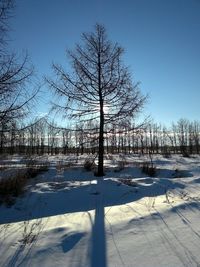 Bare trees on landscape
