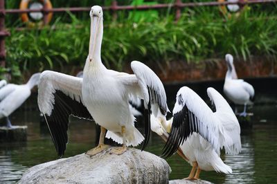 Swans on water