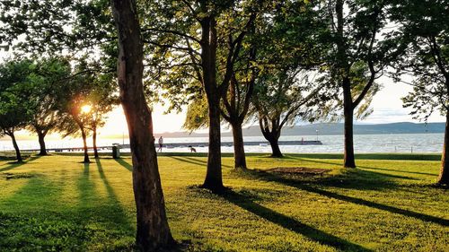 Trees on landscape by sea against sky