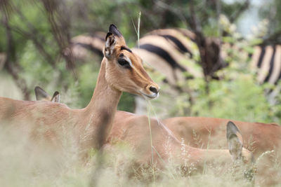 Deer in a field