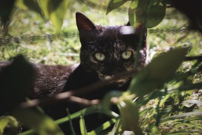 Portrait of black cat