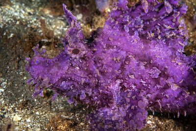 Close-up of pink flowers