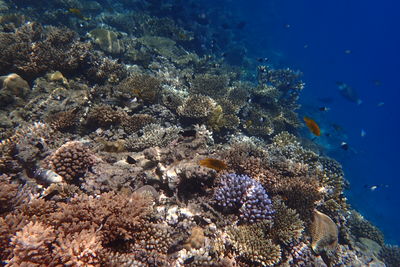 sea