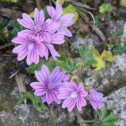 High angle view of pink flowering plants