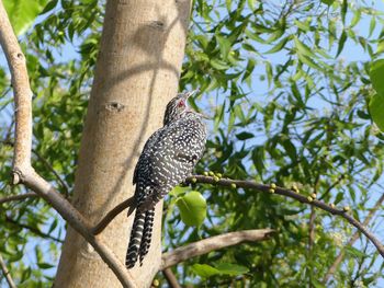 Low angle view of a tree