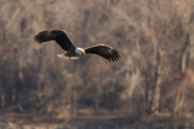 Close-up of eagle flying against sky